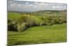 Cotswold Landscape, Near Winchcombe, Cotswolds, Gloucestershire, England, United Kingdom, Europe-Stuart Black-Mounted Photographic Print