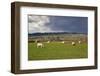 Cotswold Landscape with Sheep, Chipping Campden, Cotswolds, Gloucestershire, England-Stuart Black-Framed Photographic Print