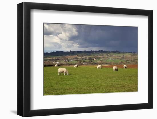 Cotswold Landscape with Sheep, Chipping Campden, Cotswolds, Gloucestershire, England-Stuart Black-Framed Photographic Print