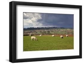 Cotswold Landscape with Sheep, Chipping Campden, Cotswolds, Gloucestershire, England-Stuart Black-Framed Photographic Print