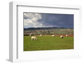 Cotswold Landscape with Sheep, Chipping Campden, Cotswolds, Gloucestershire, England-Stuart Black-Framed Photographic Print