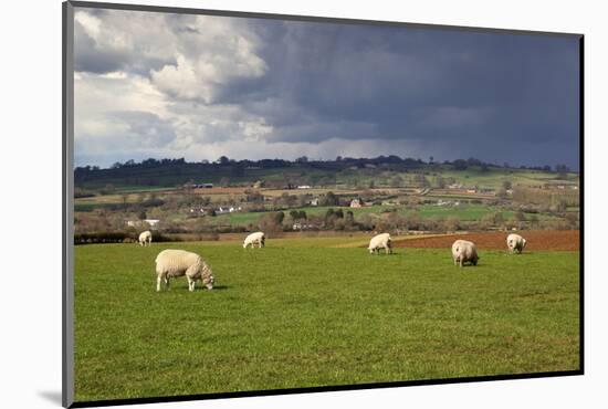 Cotswold Landscape with Sheep, Chipping Campden, Cotswolds, Gloucestershire, England-Stuart Black-Mounted Photographic Print