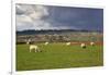 Cotswold Landscape with Sheep, Chipping Campden, Cotswolds, Gloucestershire, England-Stuart Black-Framed Photographic Print