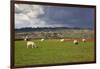 Cotswold Landscape with Sheep, Chipping Campden, Cotswolds, Gloucestershire, England-Stuart Black-Framed Photographic Print