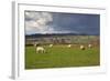 Cotswold Landscape with Sheep, Chipping Campden, Cotswolds, Gloucestershire, England-Stuart Black-Framed Photographic Print