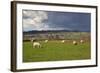 Cotswold Landscape with Sheep, Chipping Campden, Cotswolds, Gloucestershire, England-Stuart Black-Framed Photographic Print