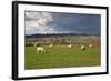 Cotswold Landscape with Sheep, Chipping Campden, Cotswolds, Gloucestershire, England-Stuart Black-Framed Photographic Print