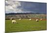 Cotswold Landscape with Sheep, Chipping Campden, Cotswolds, Gloucestershire, England-Stuart Black-Mounted Photographic Print