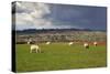 Cotswold Landscape with Sheep, Chipping Campden, Cotswolds, Gloucestershire, England-Stuart Black-Stretched Canvas