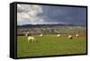 Cotswold Landscape with Sheep, Chipping Campden, Cotswolds, Gloucestershire, England-Stuart Black-Framed Stretched Canvas