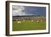 Cotswold Landscape with Sheep, Chipping Campden, Cotswolds, Gloucestershire, England-Stuart Black-Framed Photographic Print