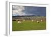 Cotswold Landscape with Sheep, Chipping Campden, Cotswolds, Gloucestershire, England-Stuart Black-Framed Photographic Print