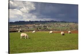 Cotswold Landscape with Sheep, Chipping Campden, Cotswolds, Gloucestershire, England-Stuart Black-Stretched Canvas