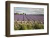 Cotswold Lavender field with Cotswold dry stone wall, Snowshill, Cotswolds, Gloucestershire, Englan-Stuart Black-Framed Photographic Print