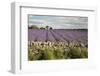 Cotswold Lavender field with Cotswold dry stone wall, Snowshill, Cotswolds, Gloucestershire, Englan-Stuart Black-Framed Photographic Print