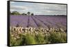 Cotswold Lavender field with Cotswold dry stone wall, Snowshill, Cotswolds, Gloucestershire, Englan-Stuart Black-Framed Stretched Canvas