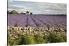 Cotswold Lavender field with Cotswold dry stone wall, Snowshill, Cotswolds, Gloucestershire, Englan-Stuart Black-Stretched Canvas