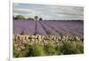 Cotswold Lavender field with Cotswold dry stone wall, Snowshill, Cotswolds, Gloucestershire, Englan-Stuart Black-Framed Premium Photographic Print