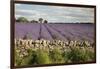 Cotswold Lavender field with Cotswold dry stone wall, Snowshill, Cotswolds, Gloucestershire, Englan-Stuart Black-Framed Premium Photographic Print