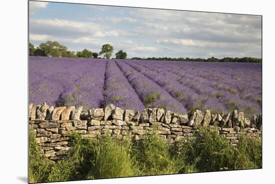 Cotswold Lavender field with Cotswold dry stone wall, Snowshill, Cotswolds, Gloucestershire, Englan-Stuart Black-Mounted Premium Photographic Print