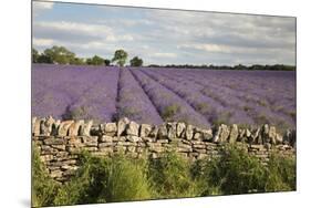 Cotswold Lavender field with Cotswold dry stone wall, Snowshill, Cotswolds, Gloucestershire, Englan-Stuart Black-Mounted Premium Photographic Print