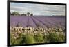 Cotswold Lavender field with Cotswold dry stone wall, Snowshill, Cotswolds, Gloucestershire, Englan-Stuart Black-Framed Premium Photographic Print