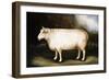 Cotswold Sheep-Porter Design-Framed Giclee Print