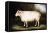 Cotswold Sheep-Porter Design-Framed Stretched Canvas