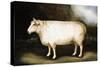 Cotswold Sheep-Porter Design-Stretched Canvas