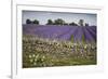 Cotswold Stone Wall With Lavender Fields, Snowshill Lavender Farm, Gloucestershire, UK, July 2008-Nick Turner-Framed Photographic Print