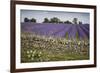 Cotswold Stone Wall With Lavender Fields, Snowshill Lavender Farm, Gloucestershire, UK, July 2008-Nick Turner-Framed Photographic Print