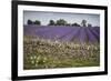 Cotswold Stone Wall With Lavender Fields, Snowshill Lavender Farm, Gloucestershire, UK, July 2008-Nick Turner-Framed Photographic Print