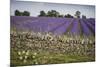 Cotswold Stone Wall With Lavender Fields, Snowshill Lavender Farm, Gloucestershire, UK, July 2008-Nick Turner-Mounted Photographic Print