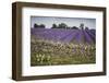 Cotswold Stone Wall With Lavender Fields, Snowshill Lavender Farm, Gloucestershire, UK, July 2008-Nick Turner-Framed Photographic Print