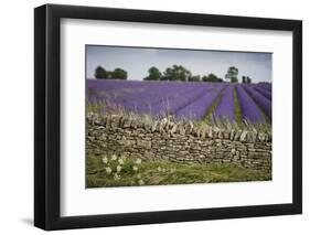 Cotswold Stone Wall With Lavender Fields, Snowshill Lavender Farm, Gloucestershire, UK, July 2008-Nick Turner-Framed Photographic Print