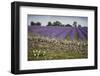 Cotswold Stone Wall With Lavender Fields, Snowshill Lavender Farm, Gloucestershire, UK, July 2008-Nick Turner-Framed Photographic Print