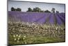 Cotswold Stone Wall With Lavender Fields, Snowshill Lavender Farm, Gloucestershire, UK, July 2008-Nick Turner-Mounted Photographic Print