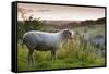 Cotswolds Lion Rare Breed Sheep (Ovis Aries) And The Village Of Naunton At Sunset-Nick Turner-Framed Stretched Canvas