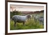 Cotswolds Lion Rare Breed Sheep (Ovis Aries) And The Village Of Naunton At Sunset-Nick Turner-Framed Photographic Print