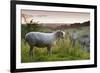 Cotswolds Lion Rare Breed Sheep (Ovis Aries) And The Village Of Naunton At Sunset-Nick Turner-Framed Photographic Print