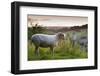 Cotswolds Lion Rare Breed Sheep (Ovis Aries) And The Village Of Naunton At Sunset-Nick Turner-Framed Photographic Print