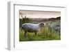 Cotswolds Lion Rare Breed Sheep (Ovis Aries) And The Village Of Naunton At Sunset-Nick Turner-Framed Photographic Print