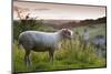 Cotswolds Lion Rare Breed Sheep (Ovis Aries) And The Village Of Naunton At Sunset-Nick Turner-Mounted Photographic Print