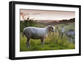 Cotswolds Lion Rare Breed Sheep (Ovis Aries) And The Village Of Naunton At Sunset-Nick Turner-Framed Photographic Print