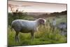 Cotswolds Lion Rare Breed Sheep (Ovis Aries) And The Village Of Naunton At Sunset-Nick Turner-Mounted Photographic Print