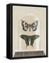 Cottage Butterflies II-Wild Apple Portfolio-Framed Stretched Canvas