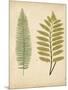 Cottage Ferns II-Edward Lowe-Mounted Art Print