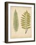 Cottage Ferns II-Edward Lowe-Framed Art Print