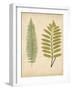 Cottage Ferns II-Edward Lowe-Framed Art Print