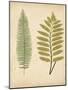 Cottage Ferns II-Edward Lowe-Mounted Art Print